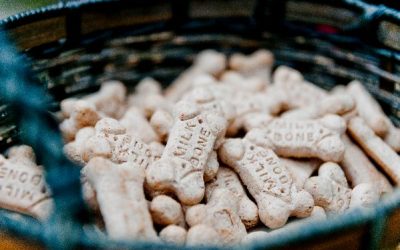 Blessing of the Animals This Sunday